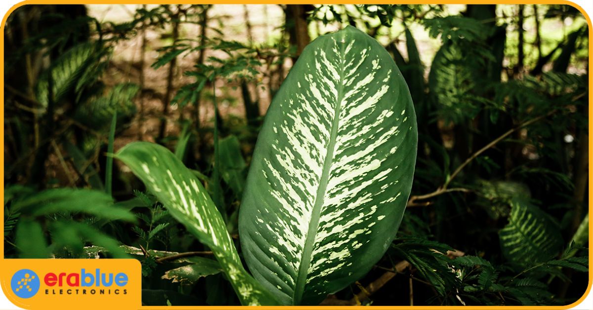 Rekomendasi Tanaman Aglaonema untuk Interior Rumah
