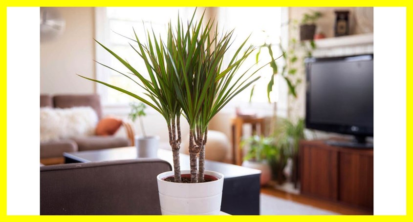 Dragon Tree Dragon Tree