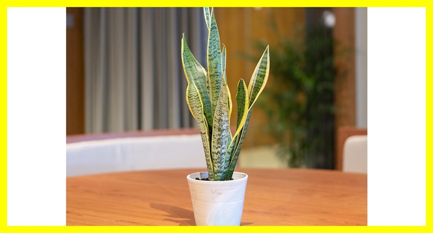 Lidah Mertua (Sansevieria)