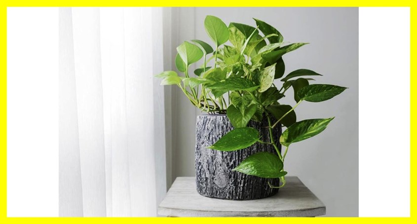 Sirih Gading (Epipremnum aureum)